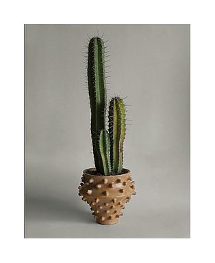 Cactus Gigante