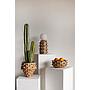 Cactus Gigante