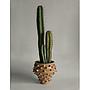 Cactus Gigante
